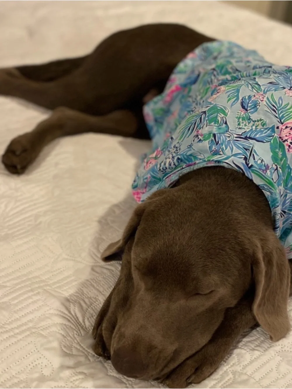 Lilly Pulitzer, dog pajamas - Picture 7 of 7